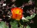 Red yellow rosebud 3